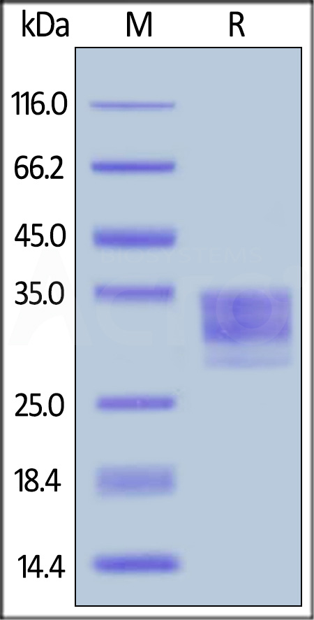 Recombinant Mouse Low Affinity IgG Fc Receptor IV/FcgR4/CD16-2 (C-6His)